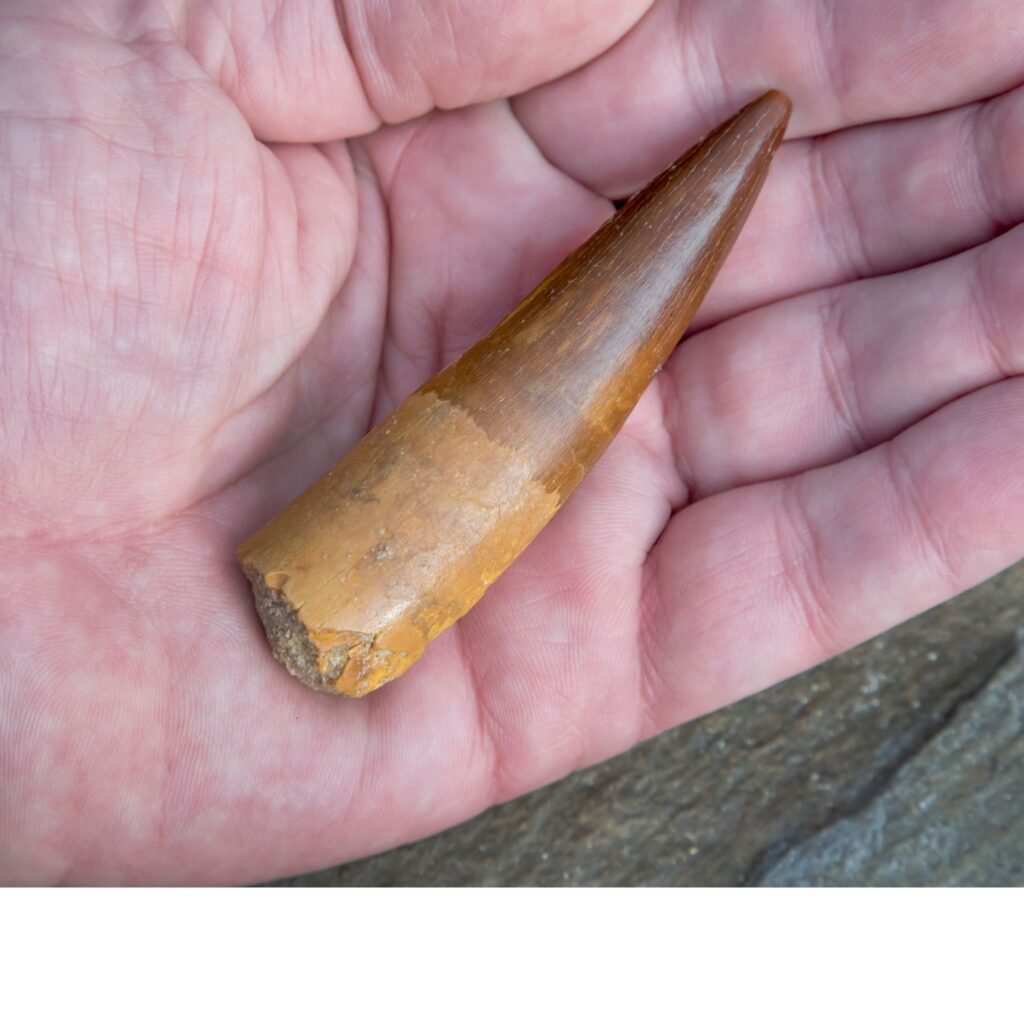 dinosaur tooth