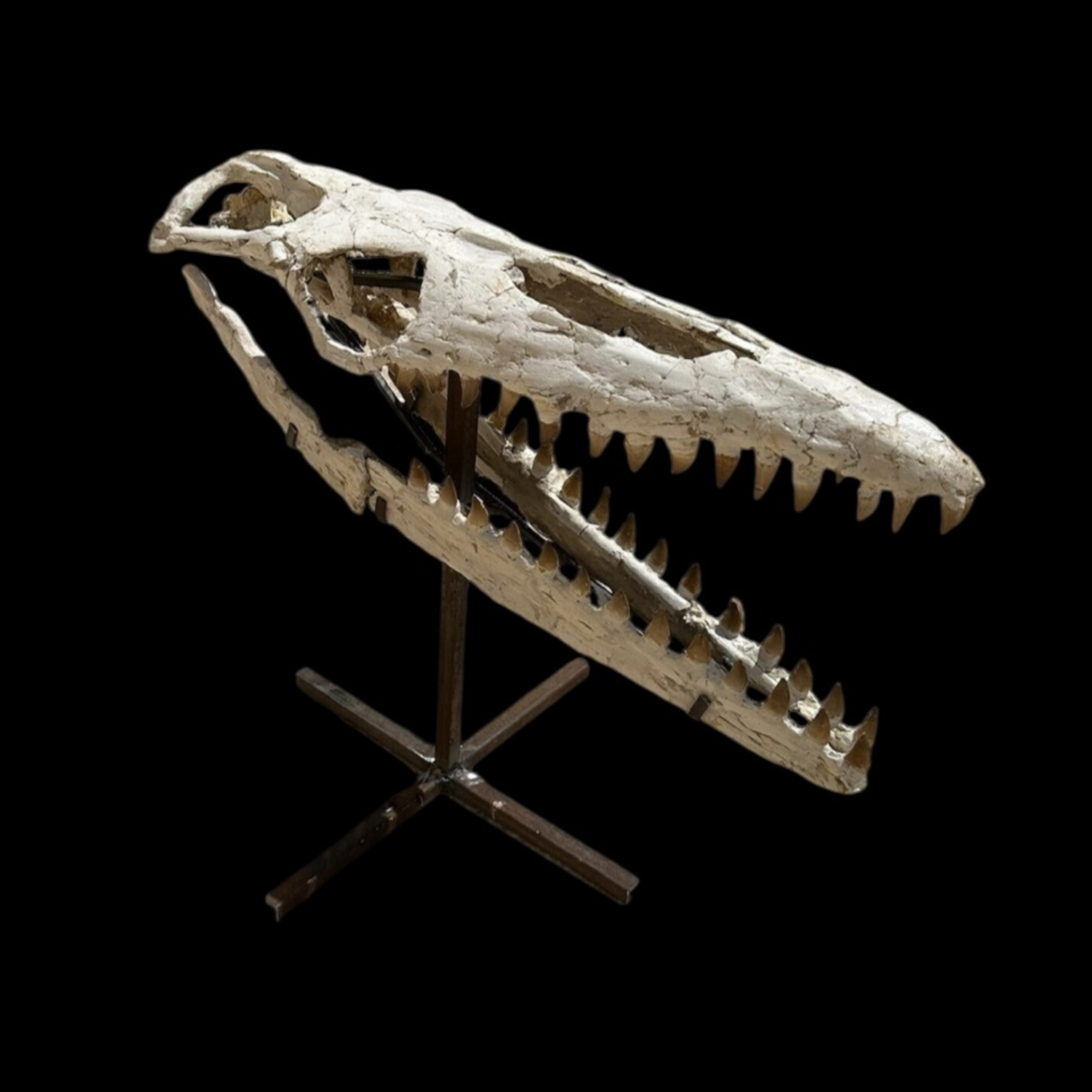 mosasarus