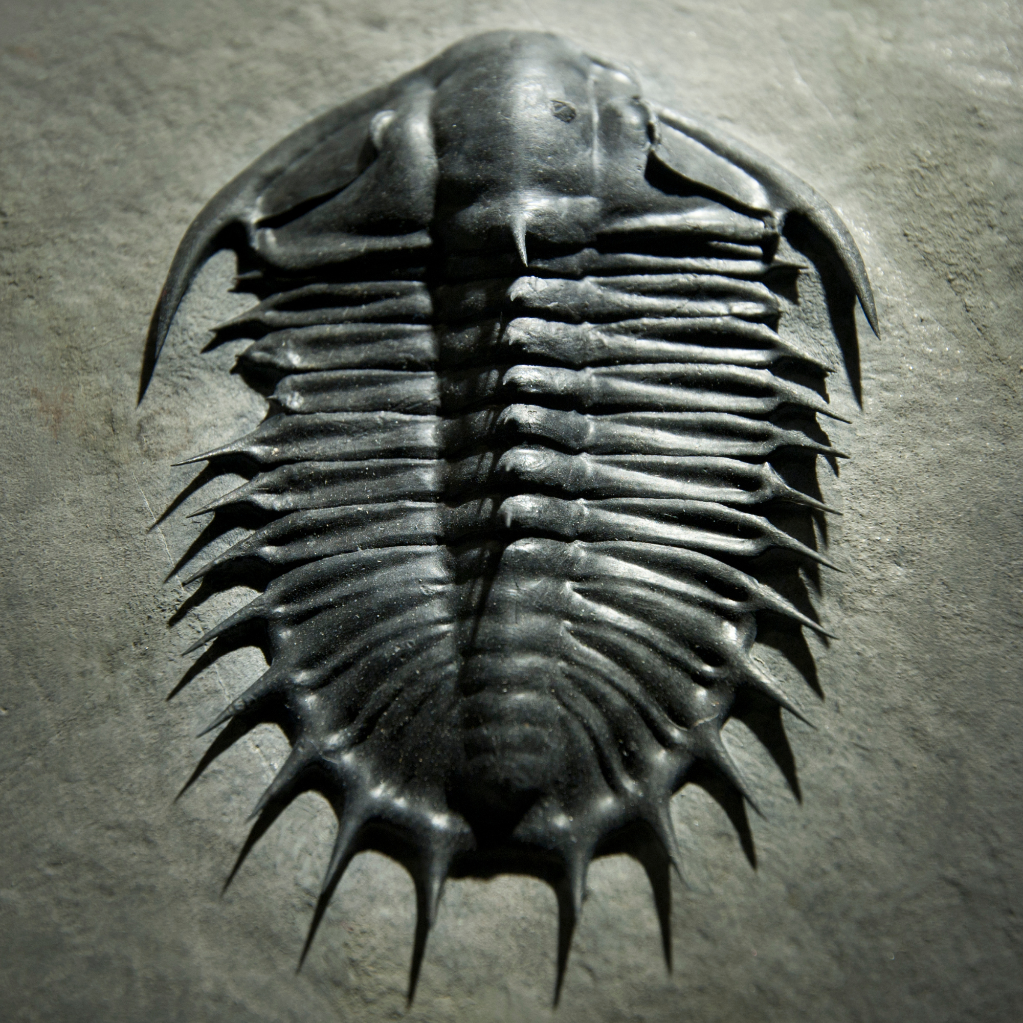 trilobite fossils