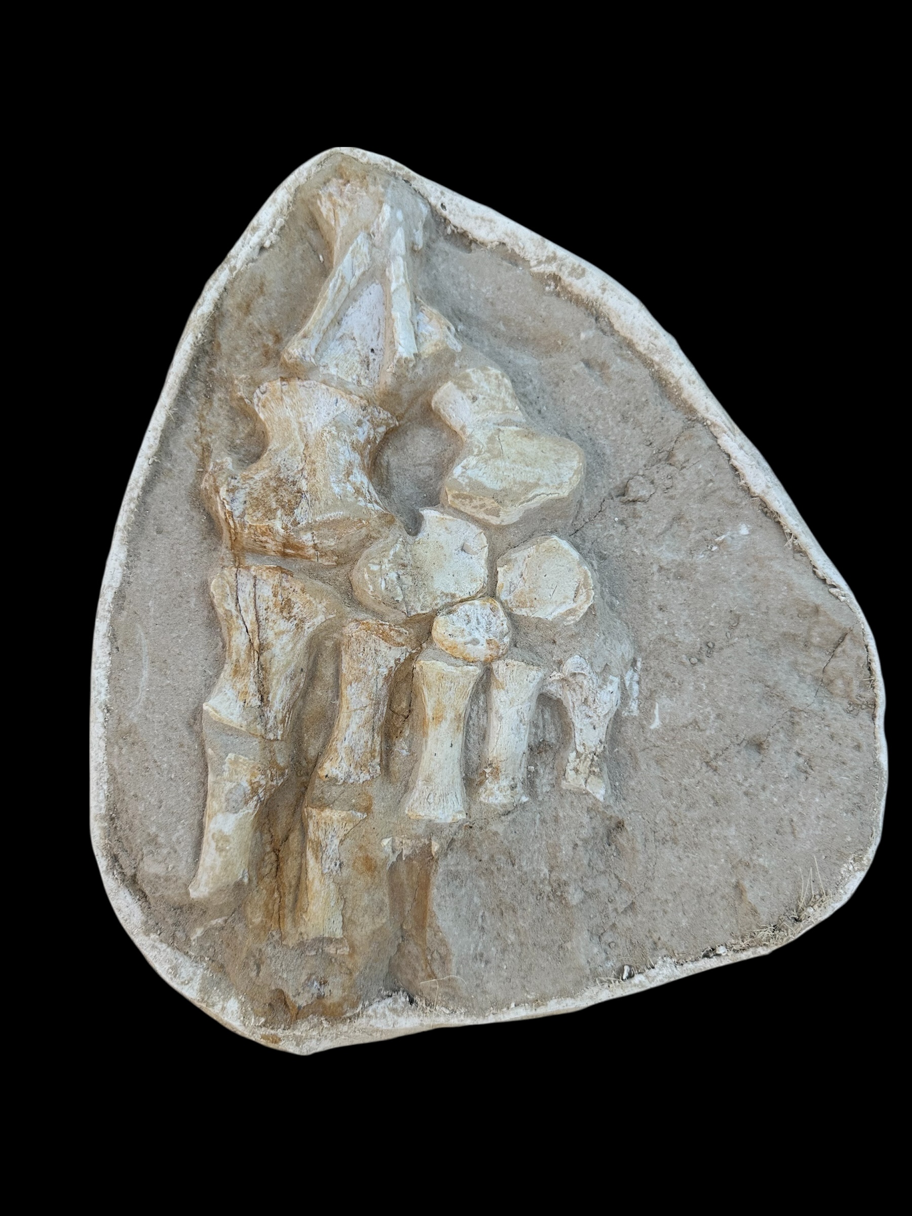 Discovering the Rare Mosasaurus Foot Paddle Fossil